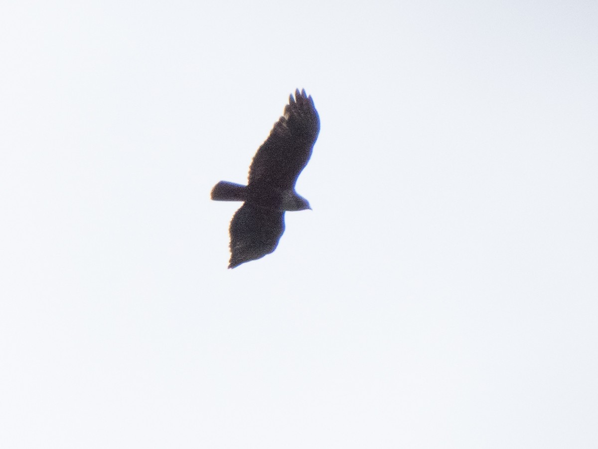 Red-tailed Hawk (costaricensis) - Chris Fischer