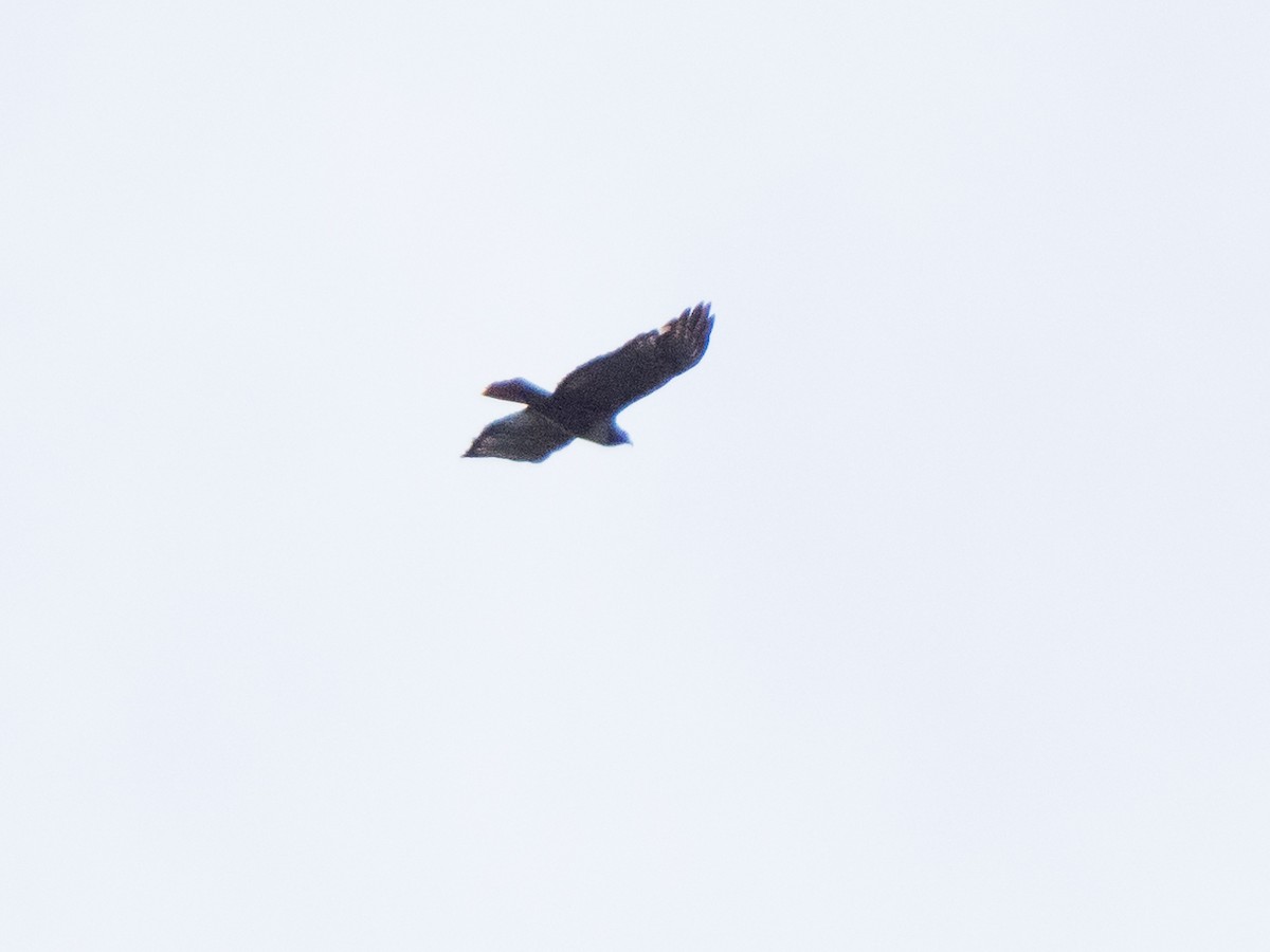 Red-tailed Hawk (costaricensis) - Chris Fischer
