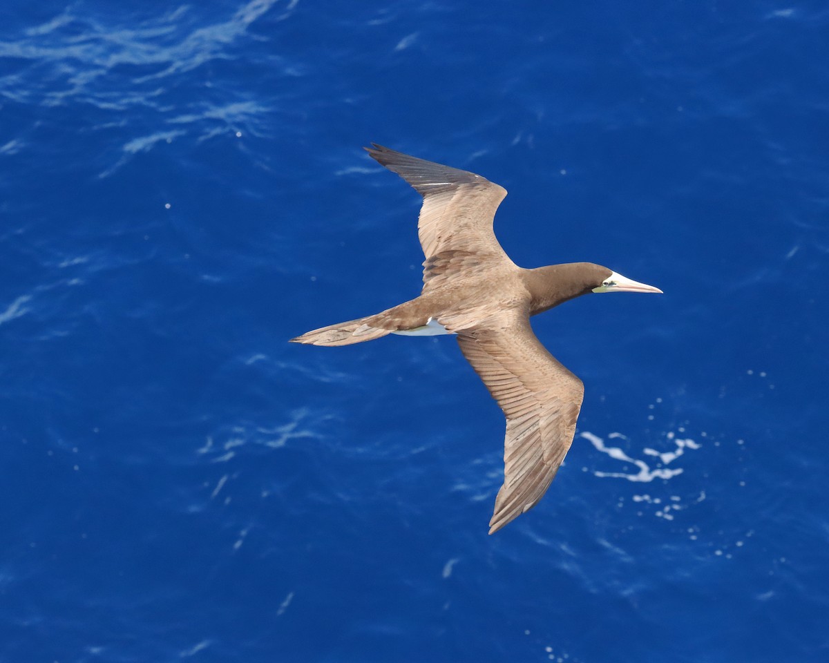 Brown Booby - ML611653251
