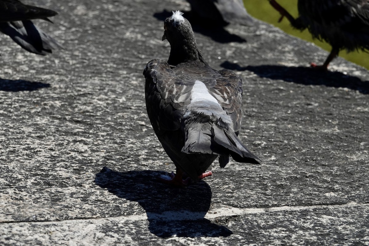 Rock Pigeon (Feral Pigeon) - ML611653334