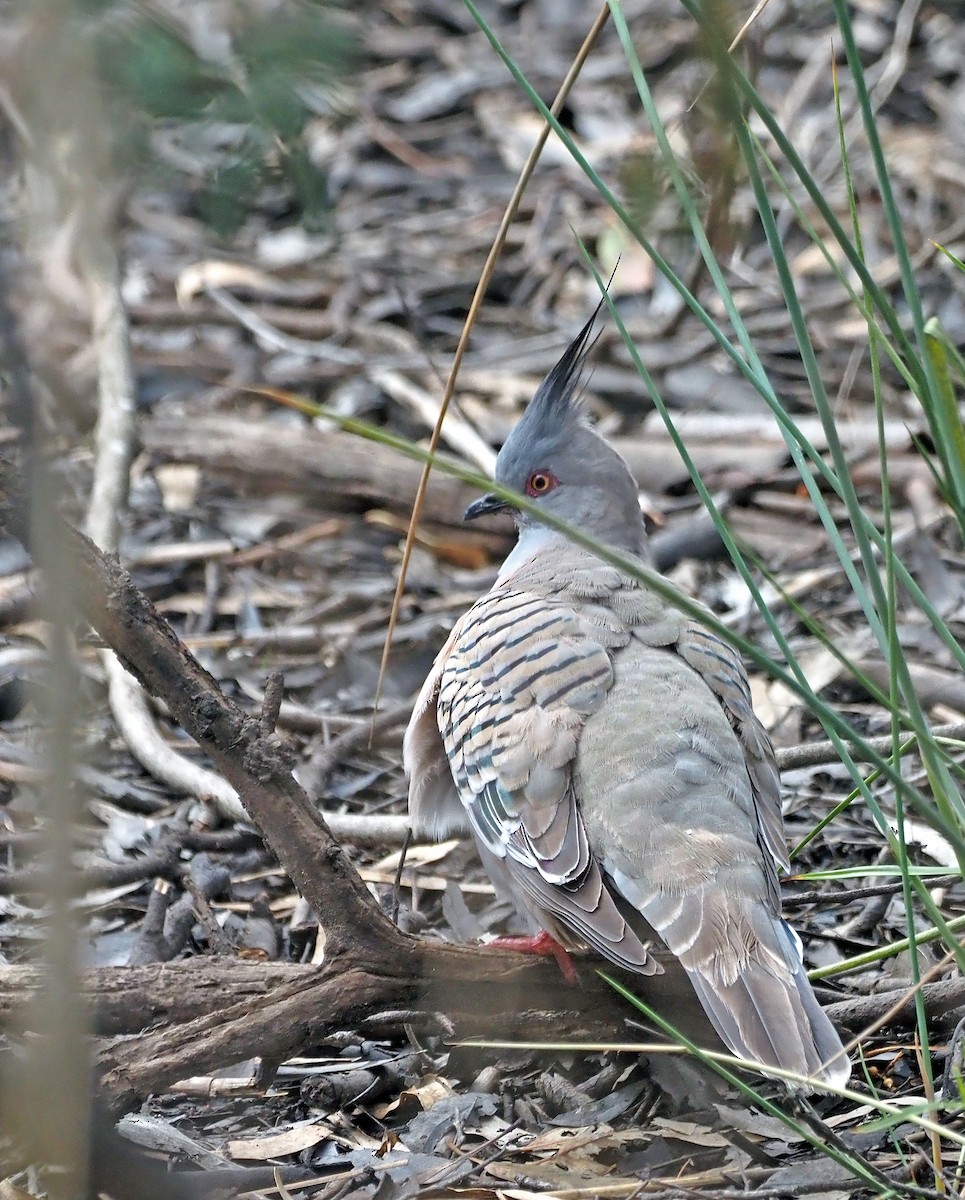 Crested Pigeon - ML611653338