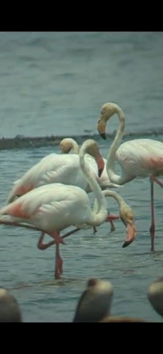 Greater Flamingo - Daniel Landman