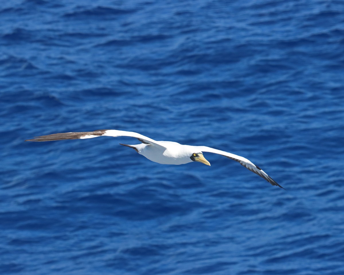 Masked Booby - ML611653450