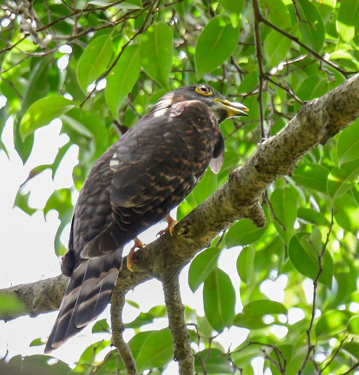 Hodgson's Hawk-Cuckoo - ML611653766