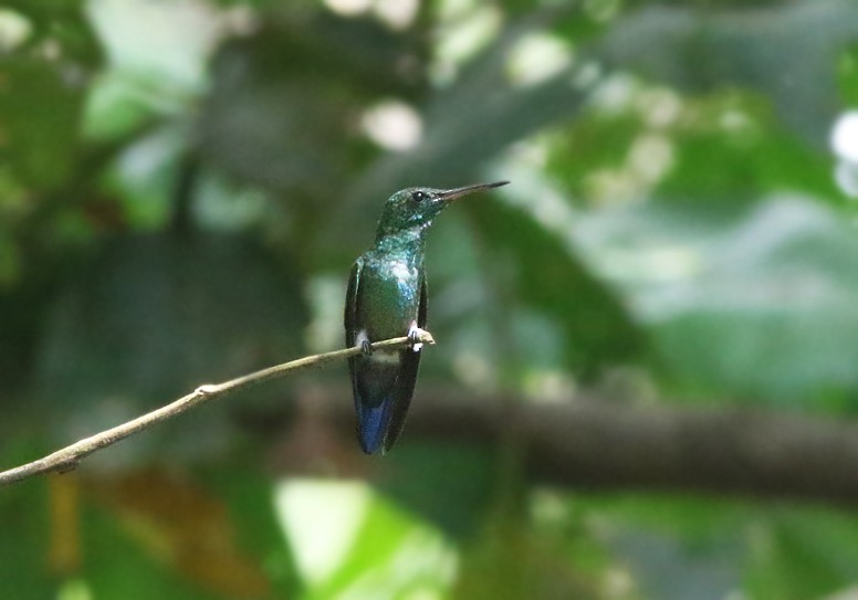 Blue-tailed Hummingbird - ML61165381