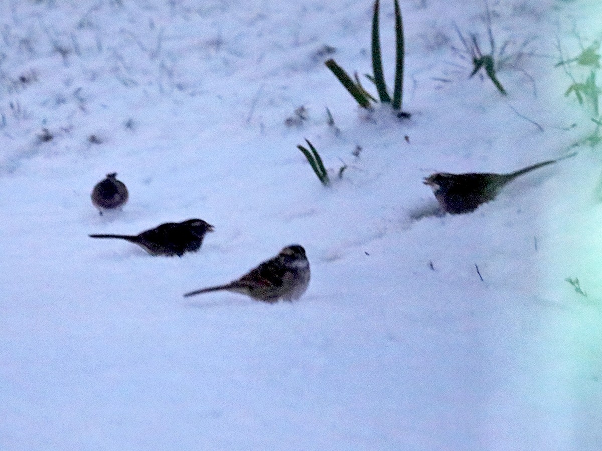 White-throated Sparrow - Mark Plessner