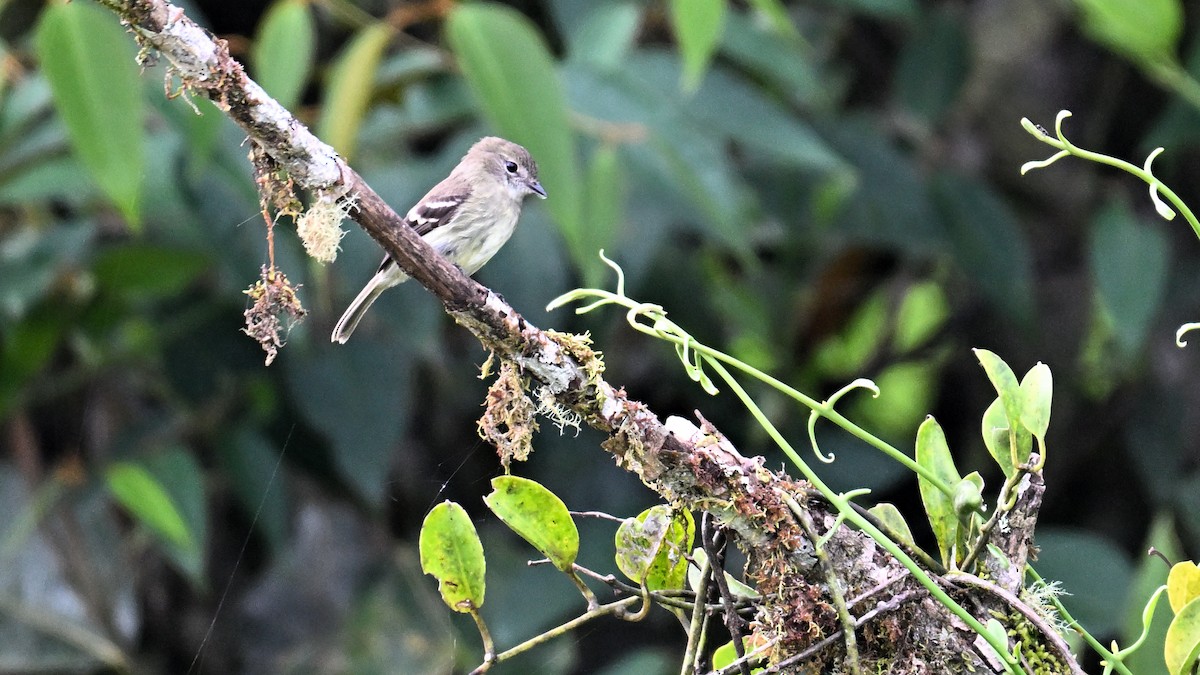 Olive-chested Flycatcher - ML611653988