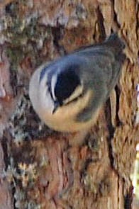 Corsican Nuthatch - ML611654030