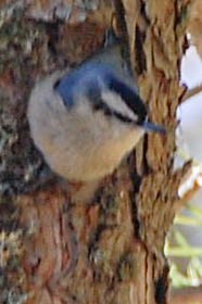 Corsican Nuthatch - Steven Hall