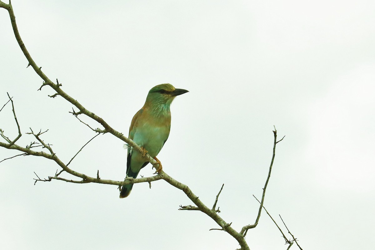 European Roller - ML611654117