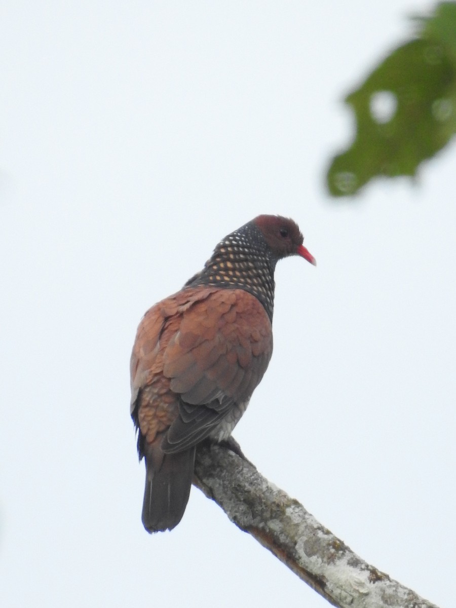 Scaled Pigeon - ML611654948