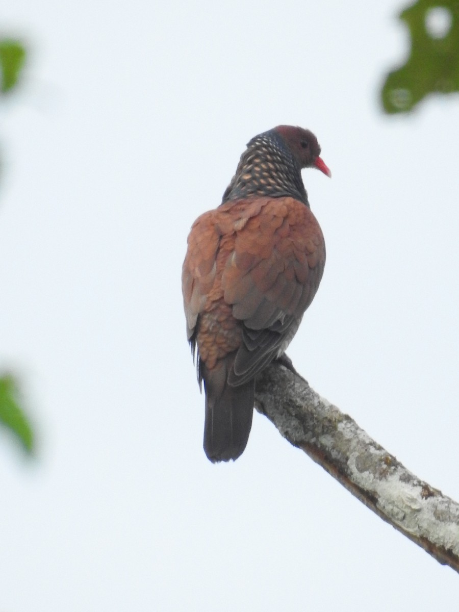 Scaled Pigeon - ML611654949