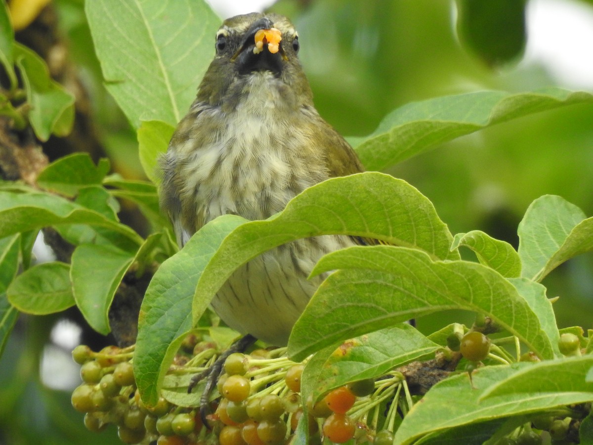 Streaked Saltator - ML611655002