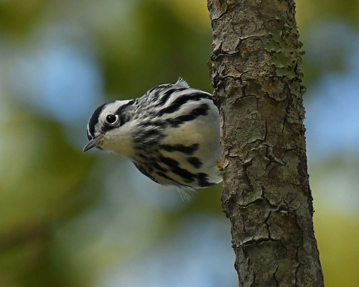 Black-and-white Warbler - ML611655015