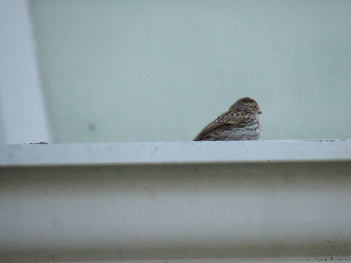 Chipping Sparrow - ML611655025