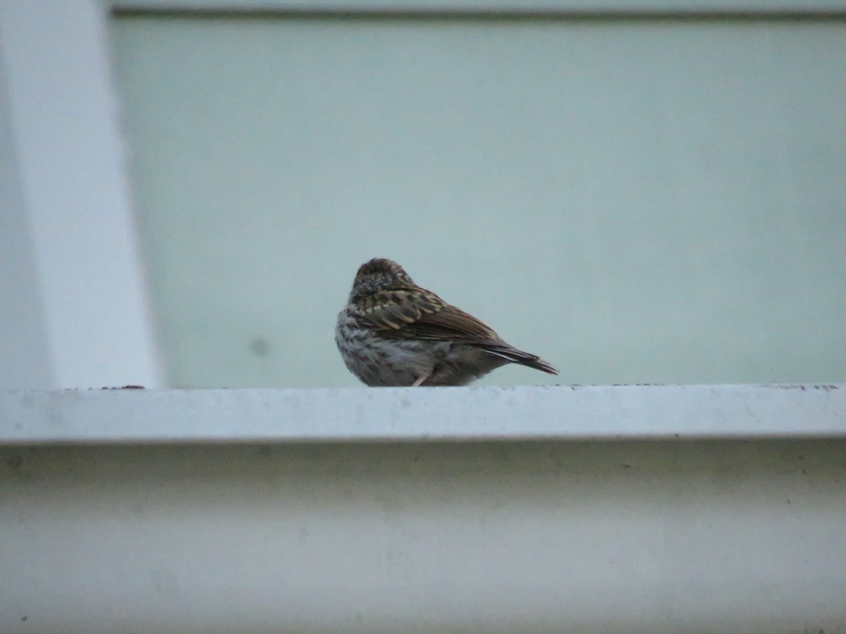 Chipping Sparrow - ML611655031