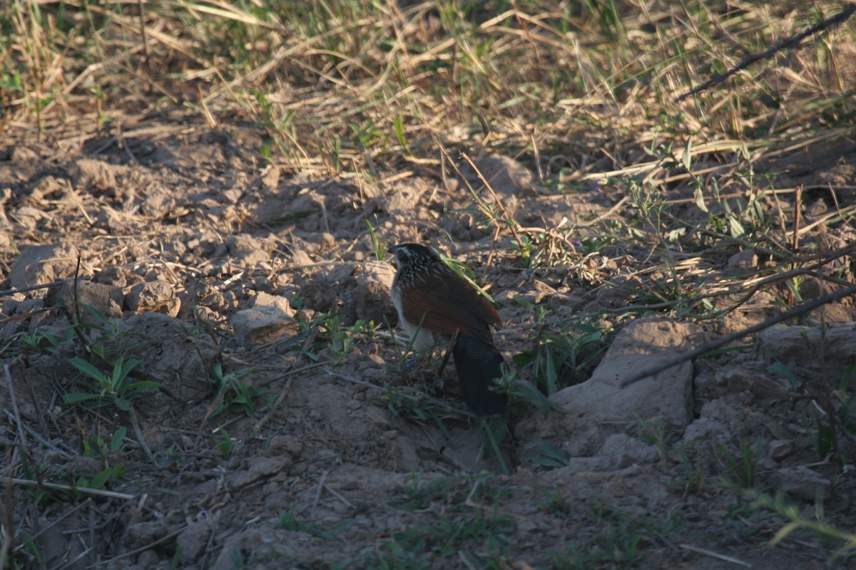 White-browed Coucal - ML611655118