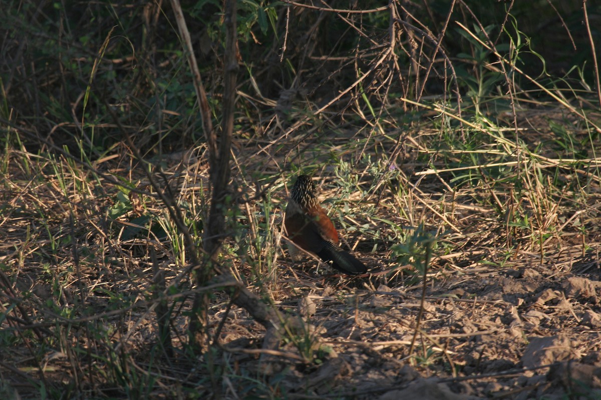 White-browed Coucal - ML611655119