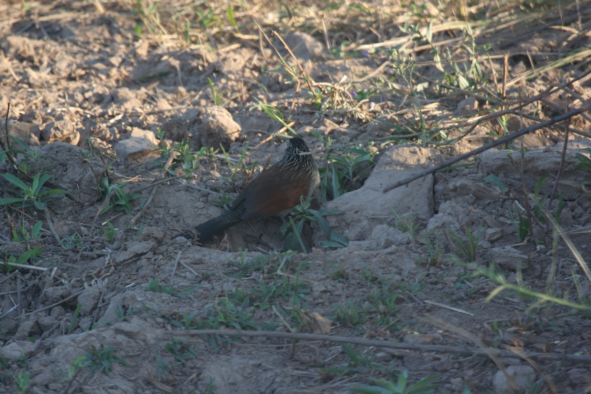 White-browed Coucal - ML611655120