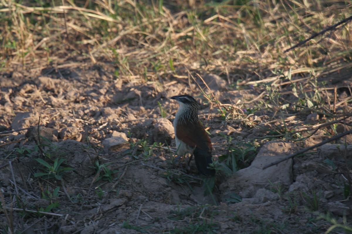 White-browed Coucal - ML611655121