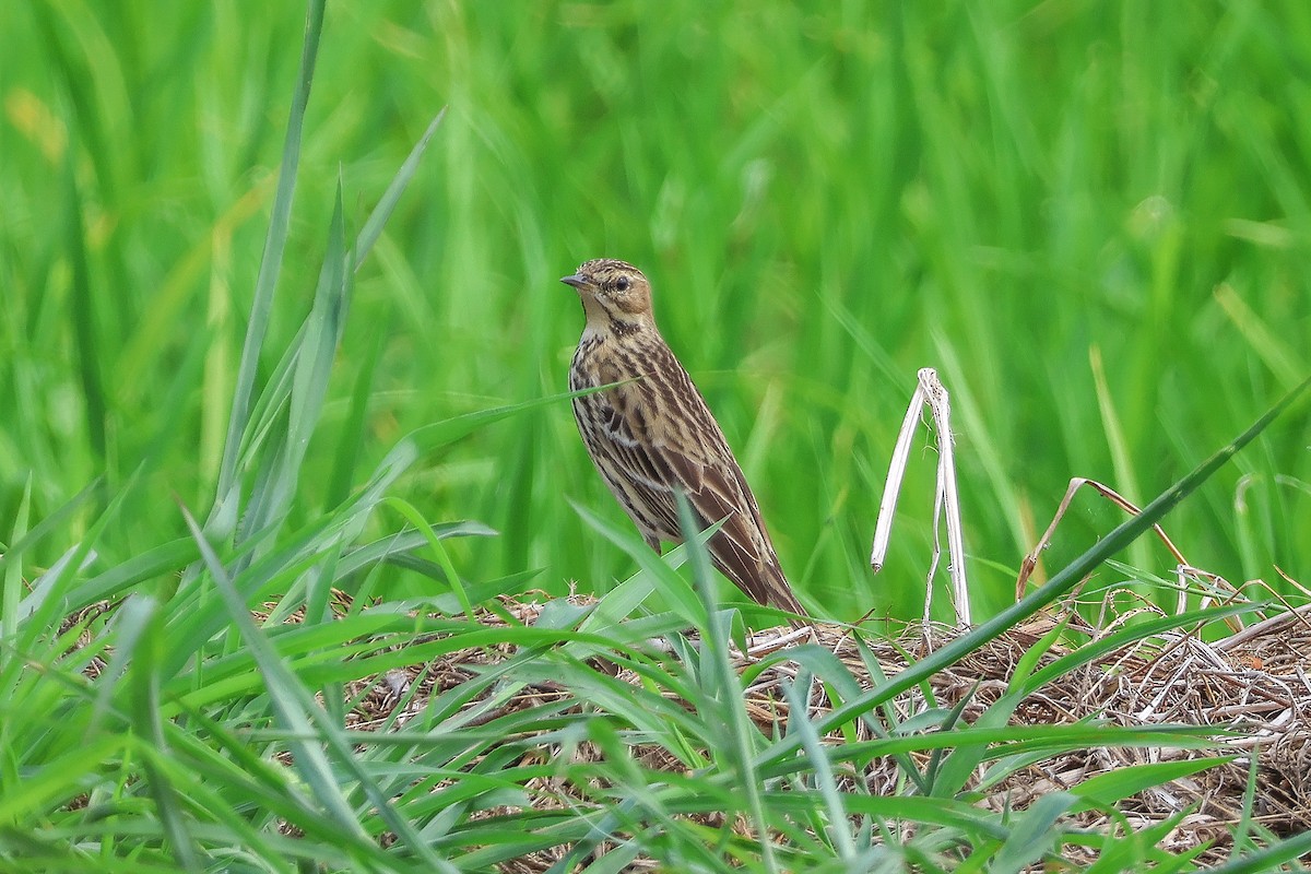 Red-throated Pipit - ML611655255