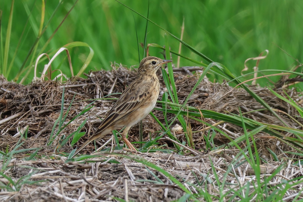 Pipit de Richard - ML611655262
