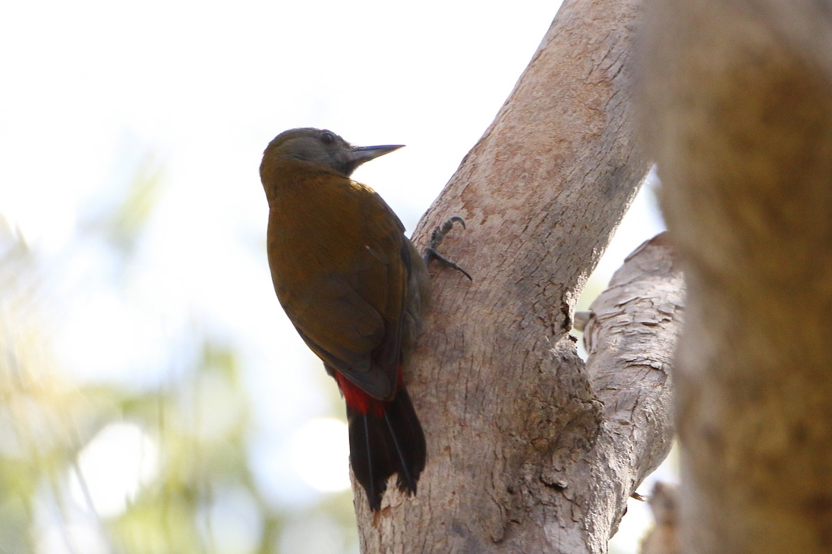 Olive Woodpecker (Southern) - ML611655302
