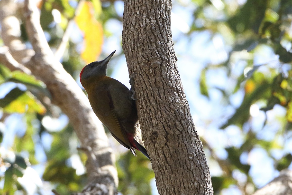 Olive Woodpecker (Southern) - Ohad Sherer