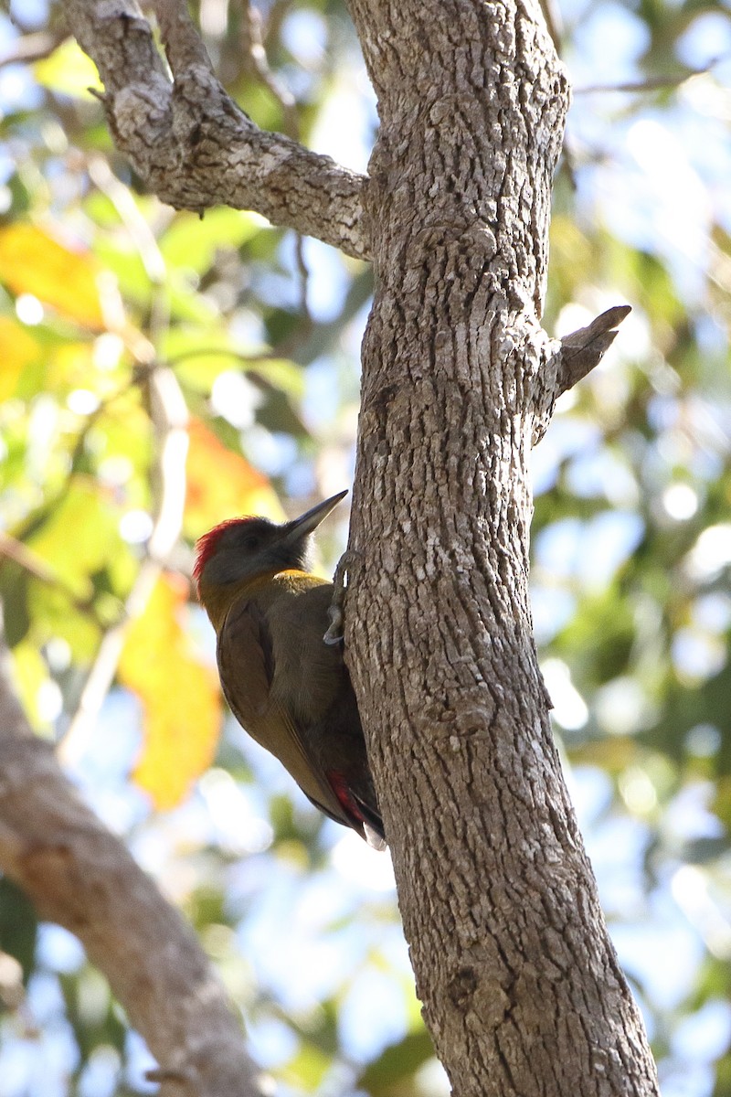 Olive Woodpecker (Southern) - ML611655304