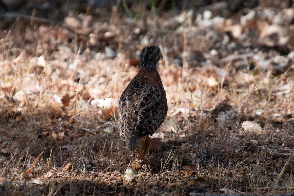 Painted Buttonquail - ML611655326