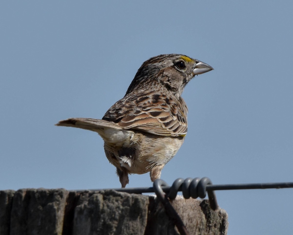 Grassland Sparrow - ML611655696