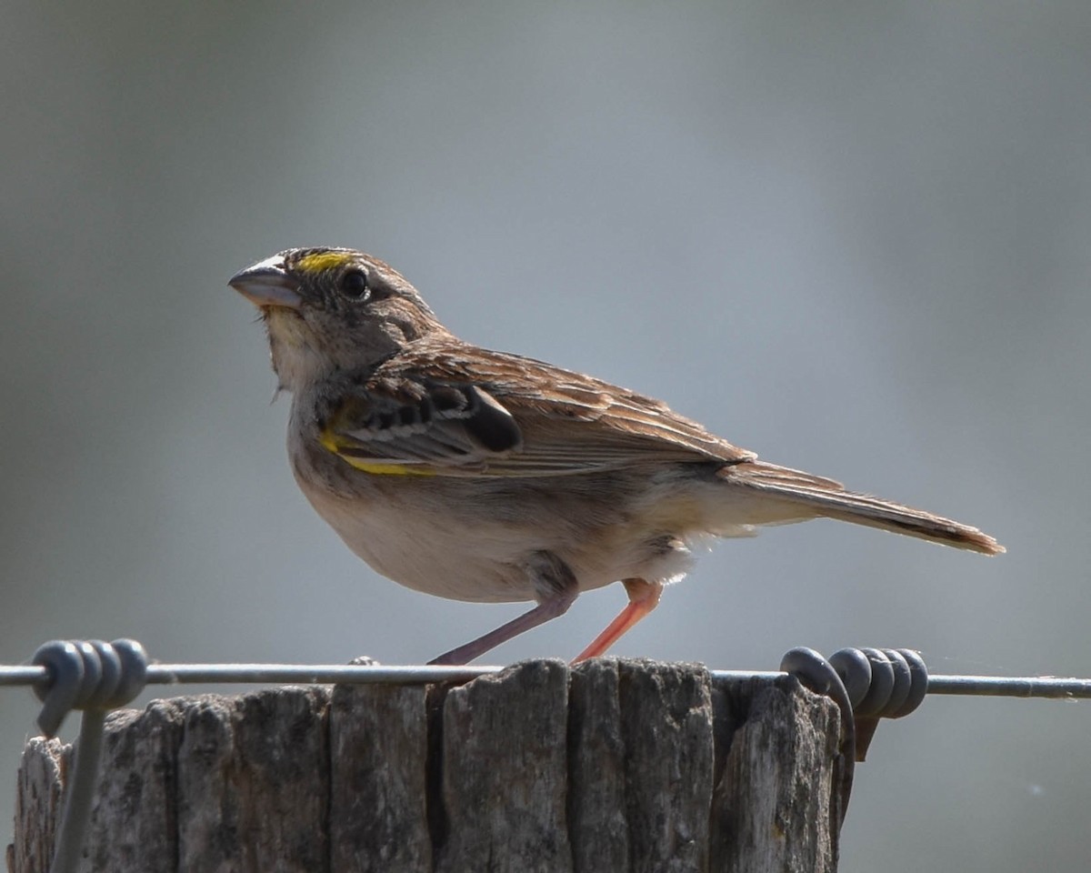 Grassland Sparrow - Antonio Curciarello