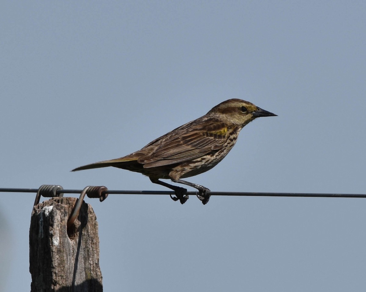 Yellow-winged Blackbird - Antonio Curciarello