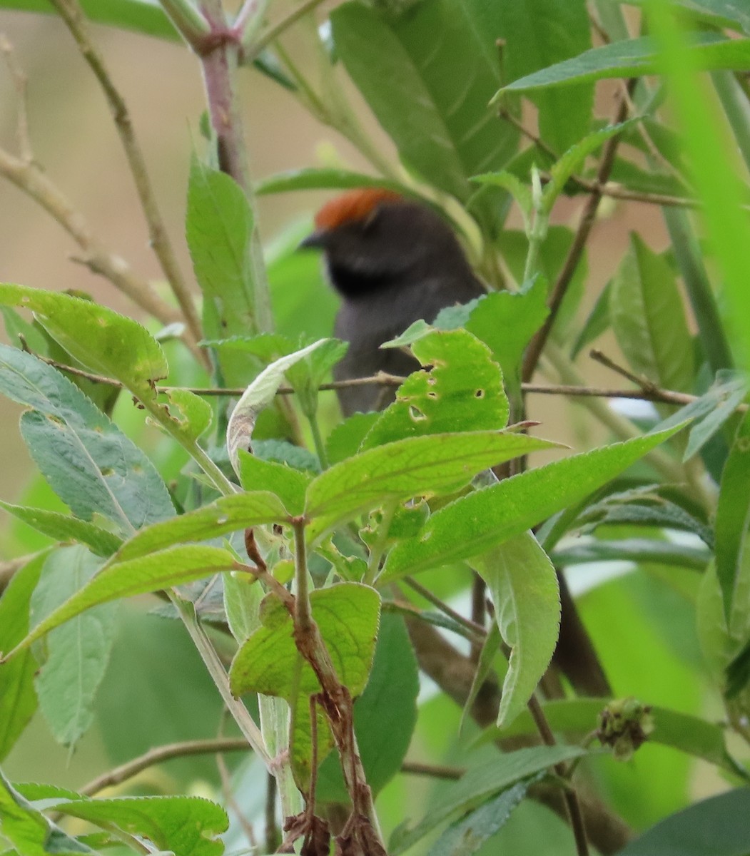 Spix's Spinetail - Kathy Carroll