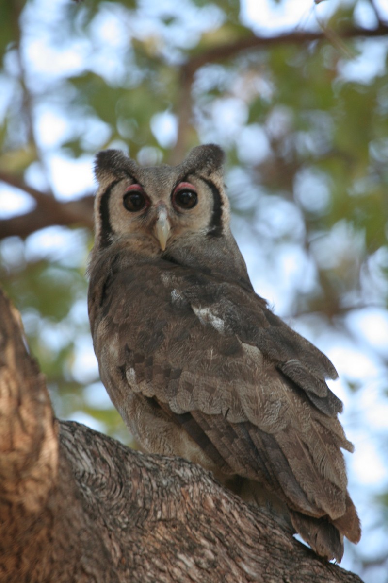 Verreaux's Eagle-Owl - ML611655808