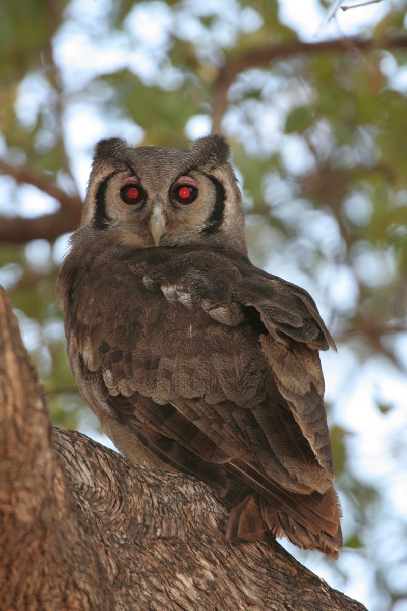 Verreaux's Eagle-Owl - ML611655809