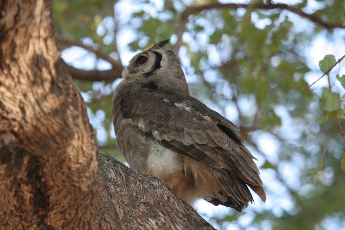 Verreaux's Eagle-Owl - ML611655810