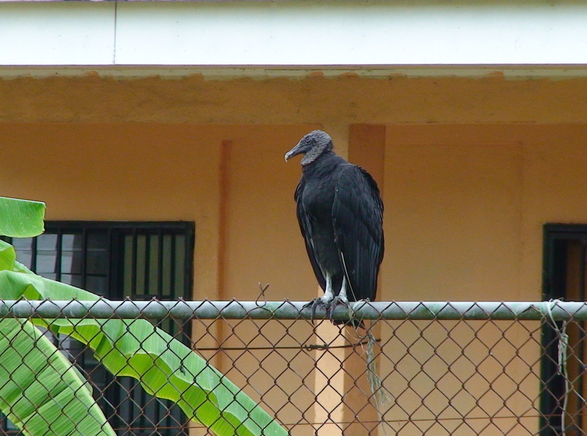 Black Vulture - ML611655816