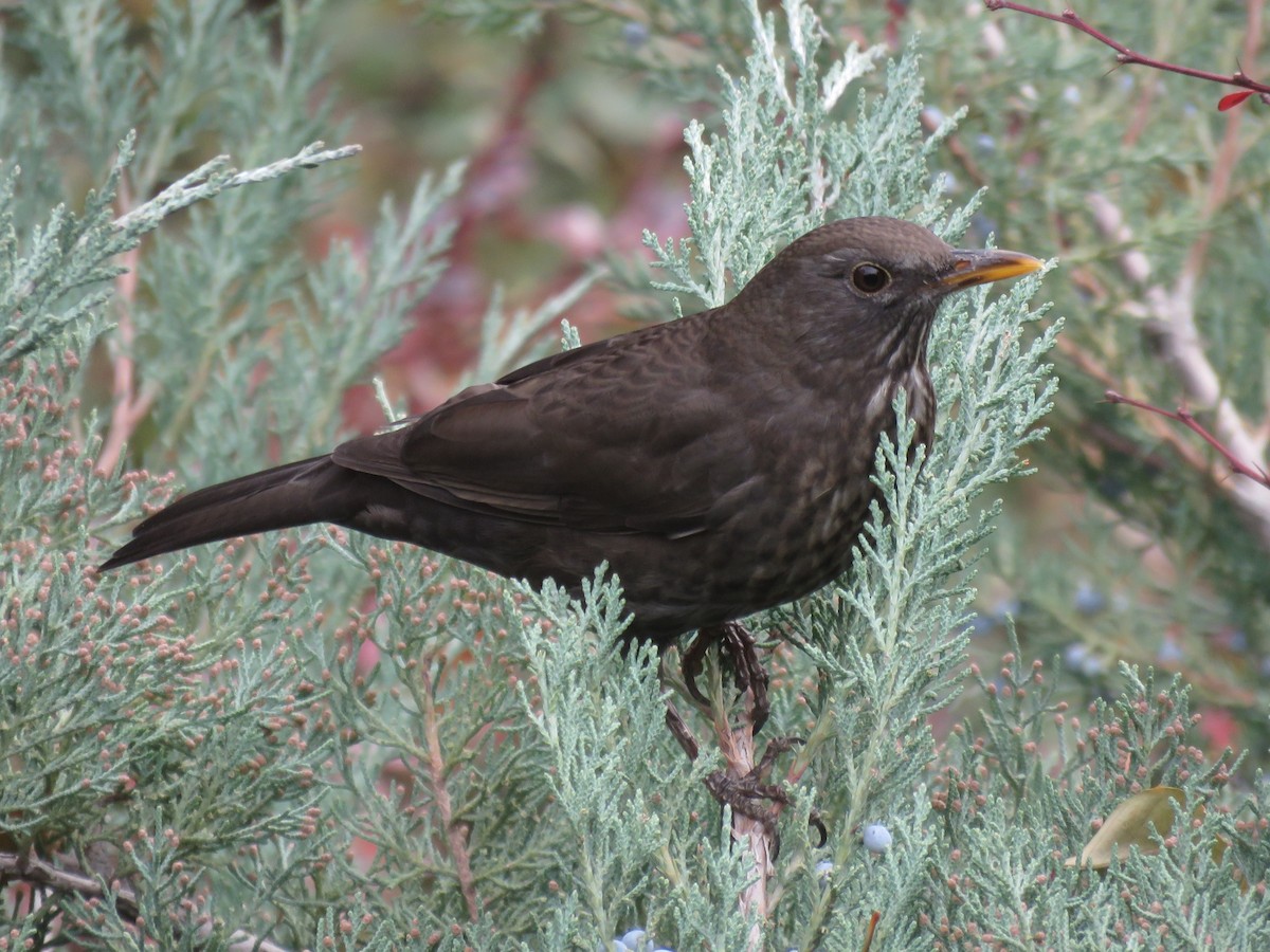 Eurasian Blackbird - Houman Doroudi