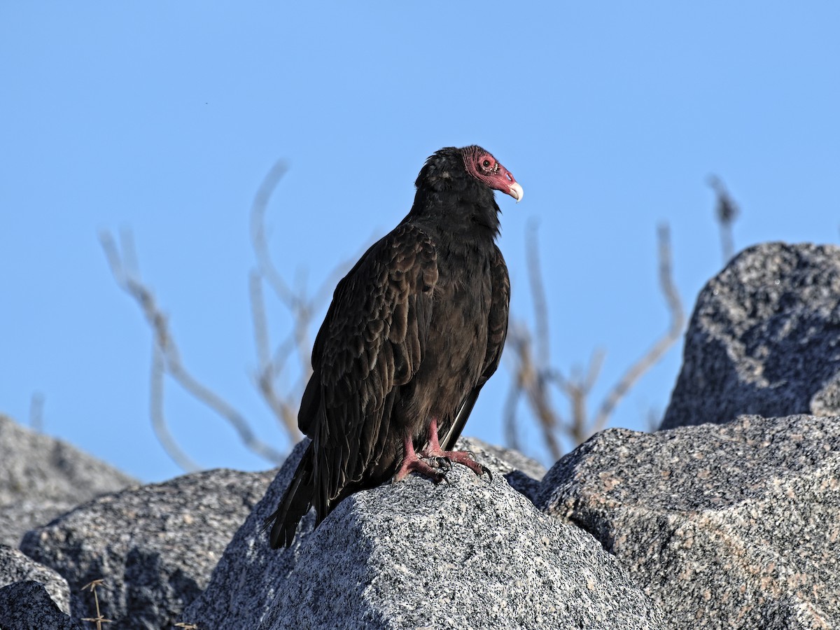 Turkey Vulture - ML611655997