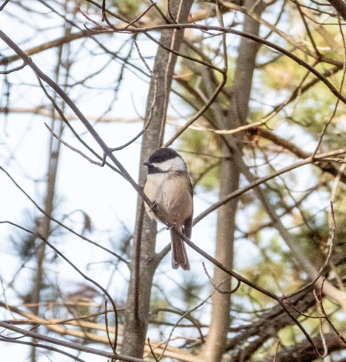 Black-capped Chickadee - ML611656067