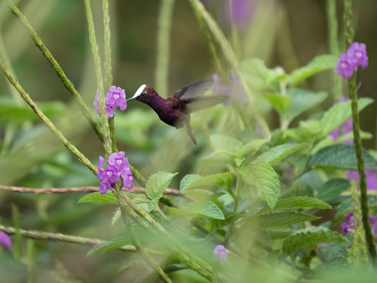 kolibřík běločelý - ML611656158