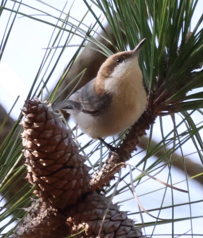 Brown-headed Nuthatch - ML611656374