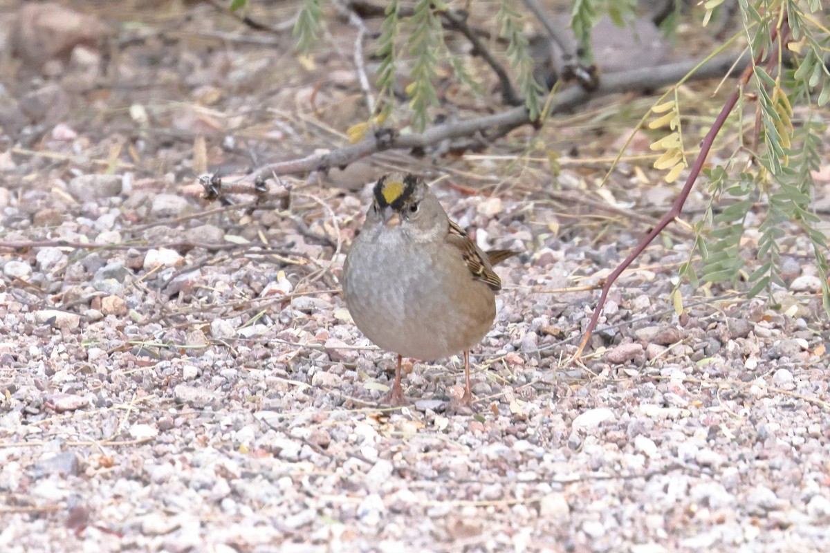 Golden-crowned Sparrow - ML611656456