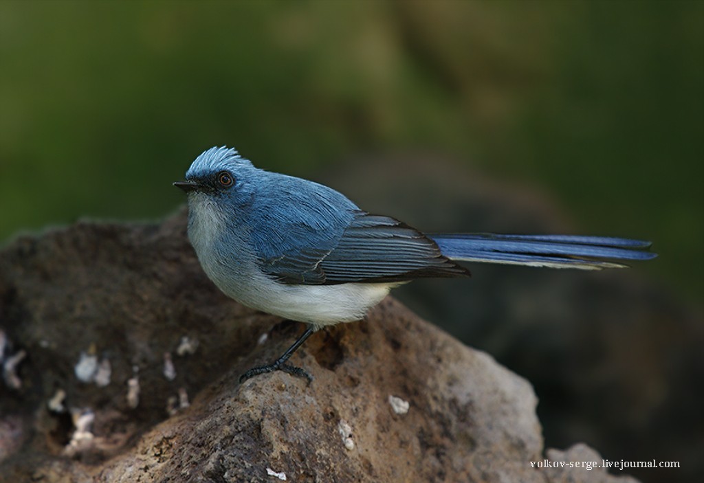 White-tailed Blue Flycatcher - Volkov Sergey