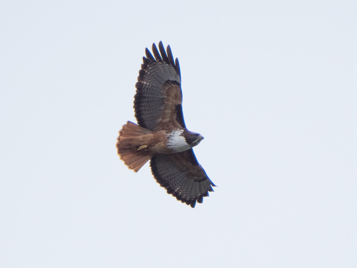 Red-tailed Hawk (costaricensis) - ML611656918