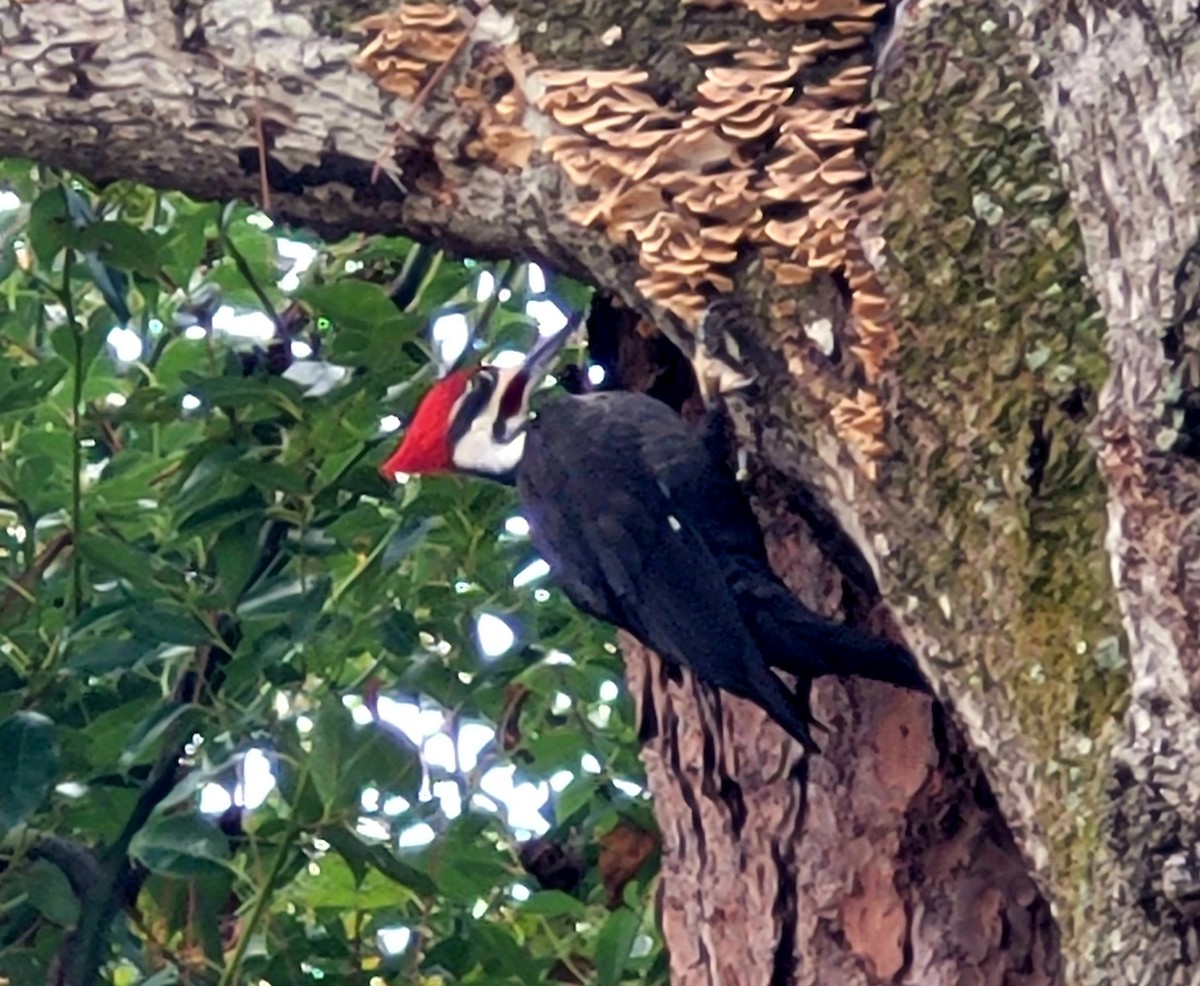 Pileated Woodpecker - ML611657061