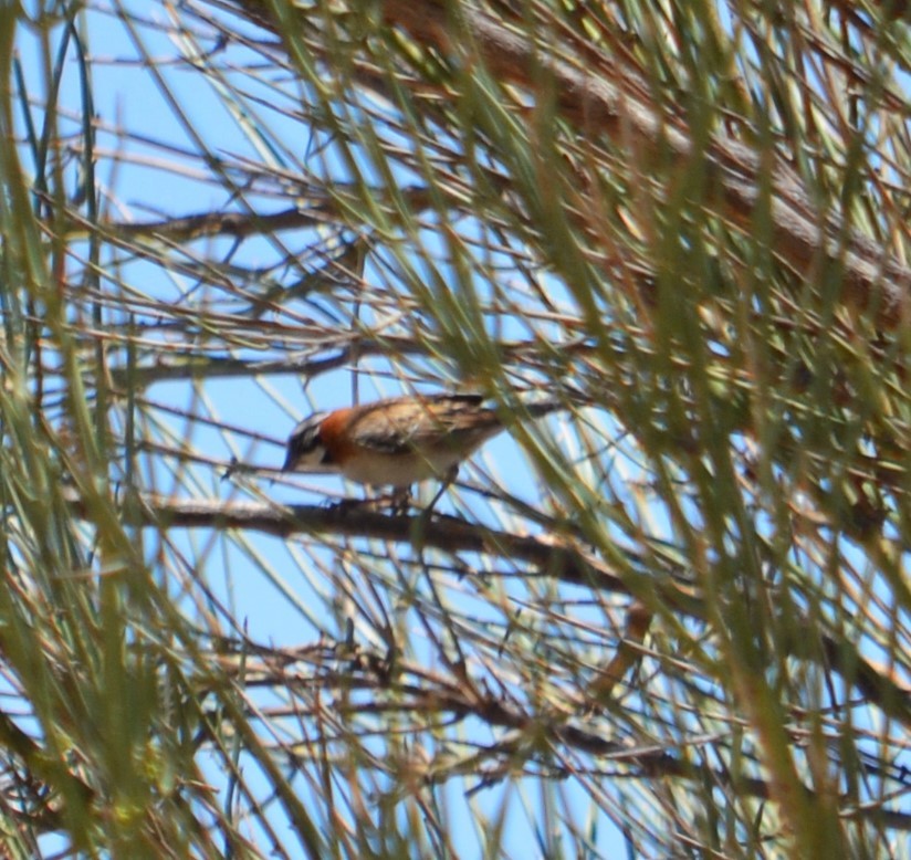 Rufous-collared Sparrow - ML611657081