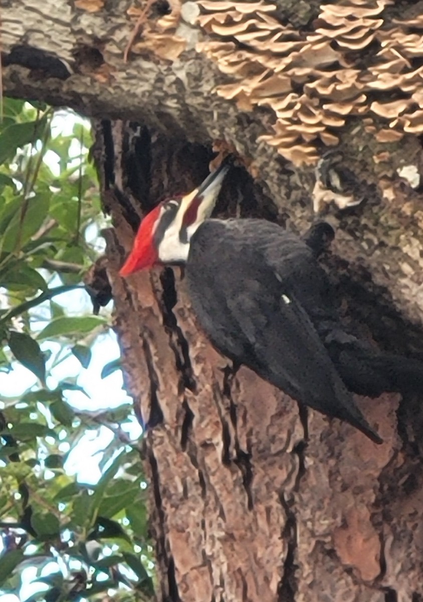 Pileated Woodpecker - ML611657083