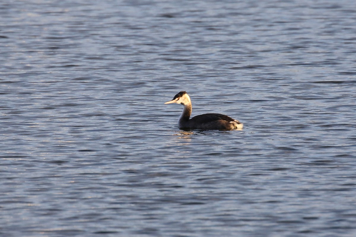Great Crested Grebe - ML611657133